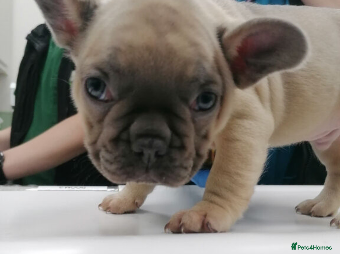 French Bulldog dogs for sale: Stunning Litter of French Bulldog Puppies  in Manchester - Advert 6