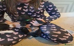 Mixed Breed dogs for sale: Splurcherpoo puppys - Image 18
