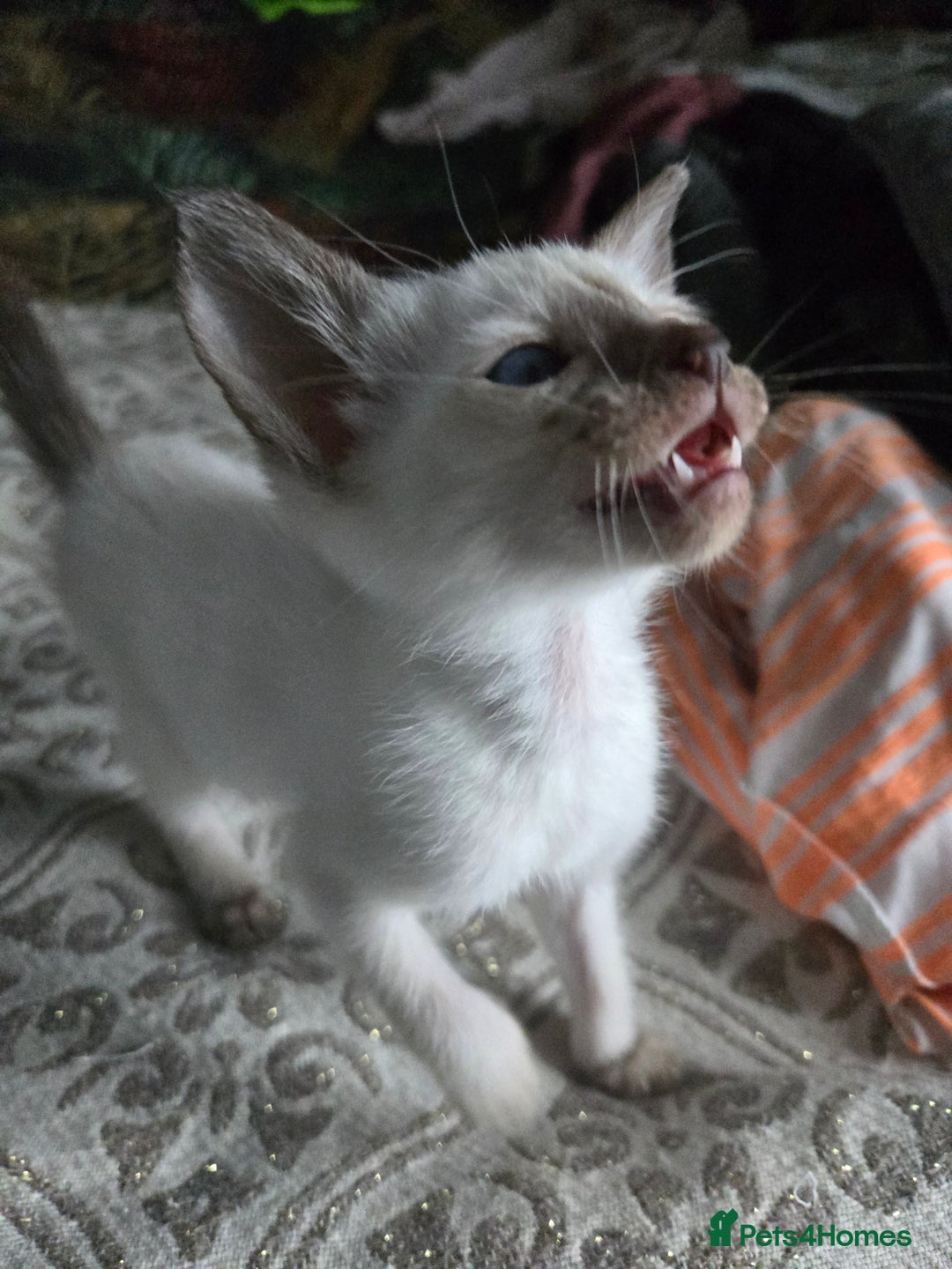 Siamese cats for sale: Only one c/point siamese little girl avaliable  - Advert 22