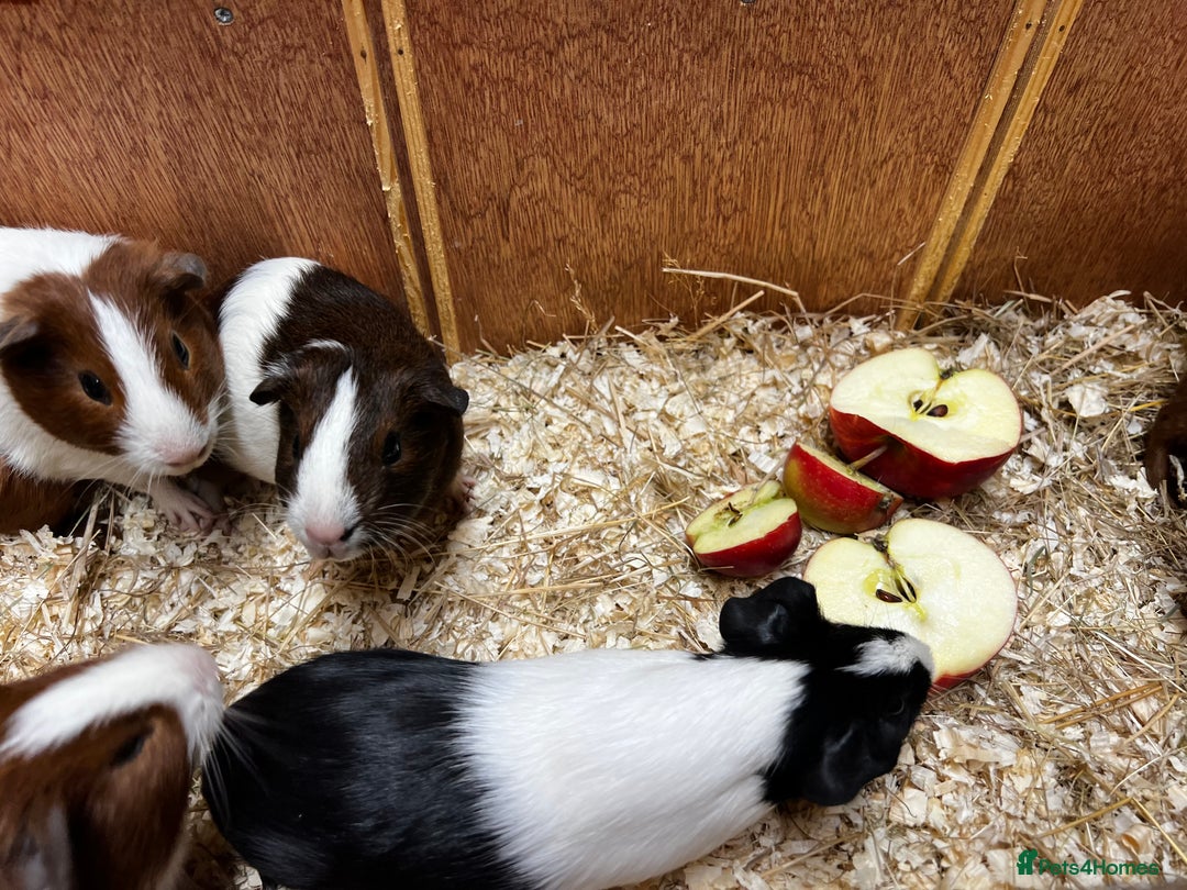 Guinea Pig rodents for sale: Bonded boars/boys - Image 10