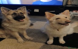 German Shepherd dogs for sale: German Shepherd Pups - Image 3