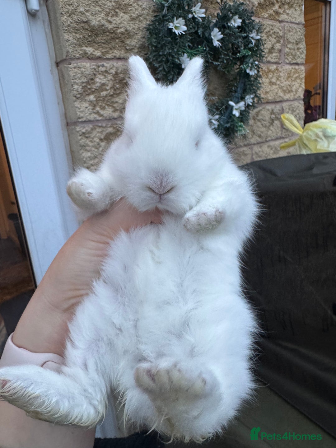 Lionhead rabbits for sale: ✨ Lionhead x Angora Bunny  ✨ - Advert 2