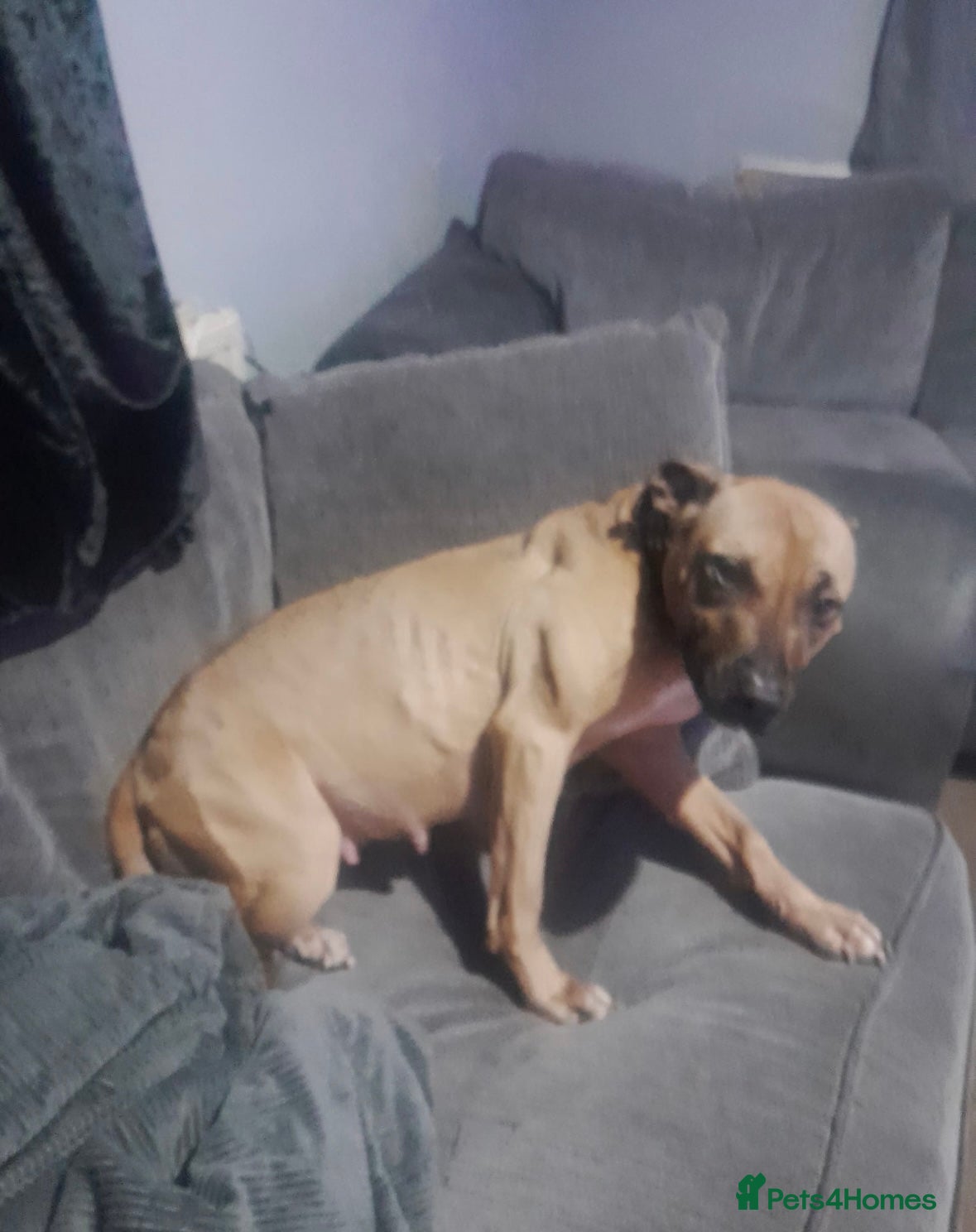 Staffordshire Bull Terrier dogs Staffordshire bull terrier pups - Advert 1