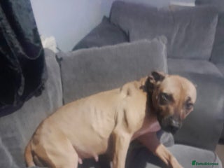 Staffordshire Bull Terrier dogs Staffordshire bull terrier pups - Advert 4