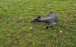 Miniature Schnauzer dogs for sale: Shadow - Image 10