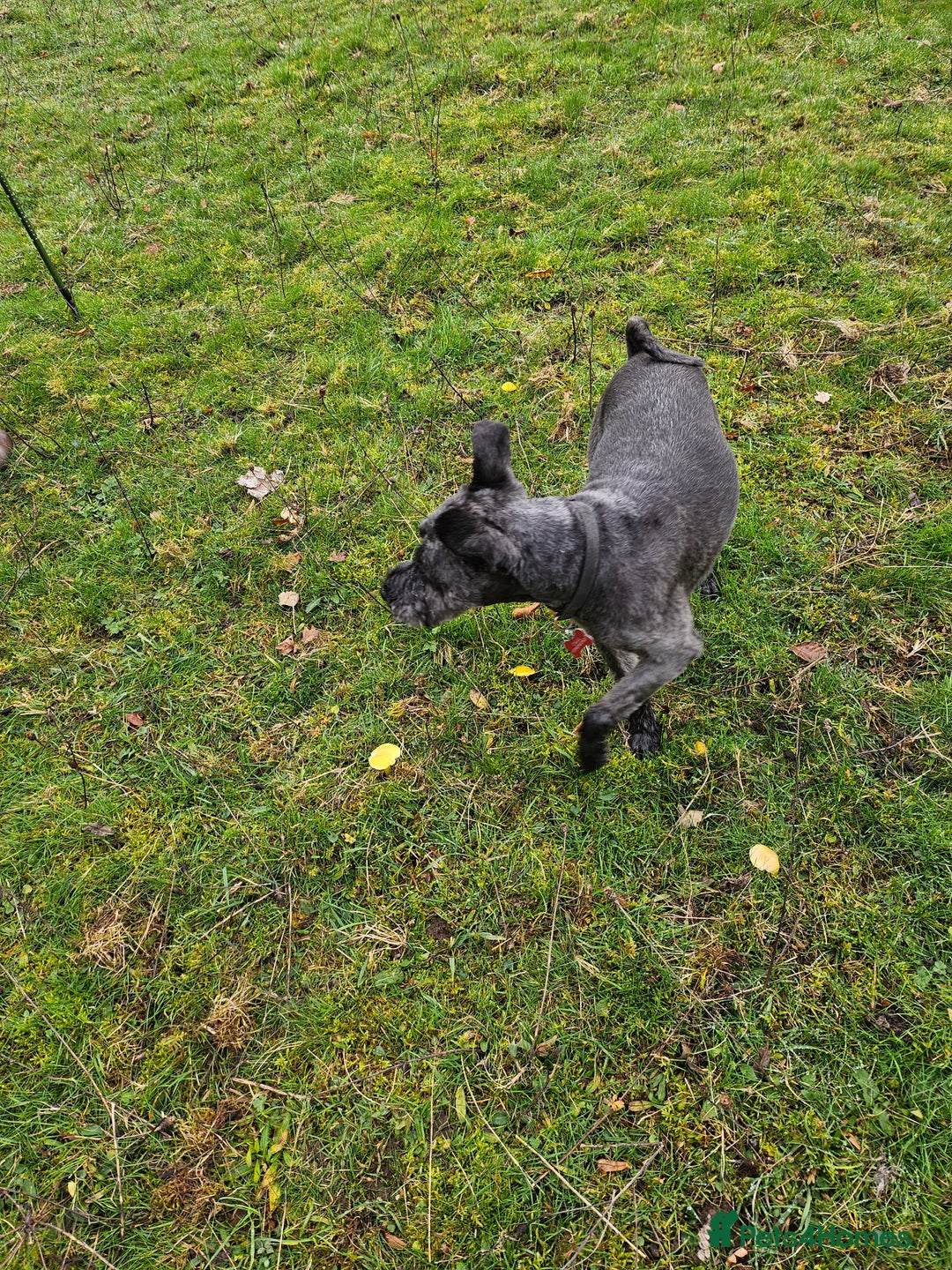 Miniature Schnauzer dogs for sale: Shadow - Image 10