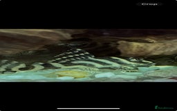 Plecos fish for sale: L236rb. Cracked Zebra Plecos.  - Image 4