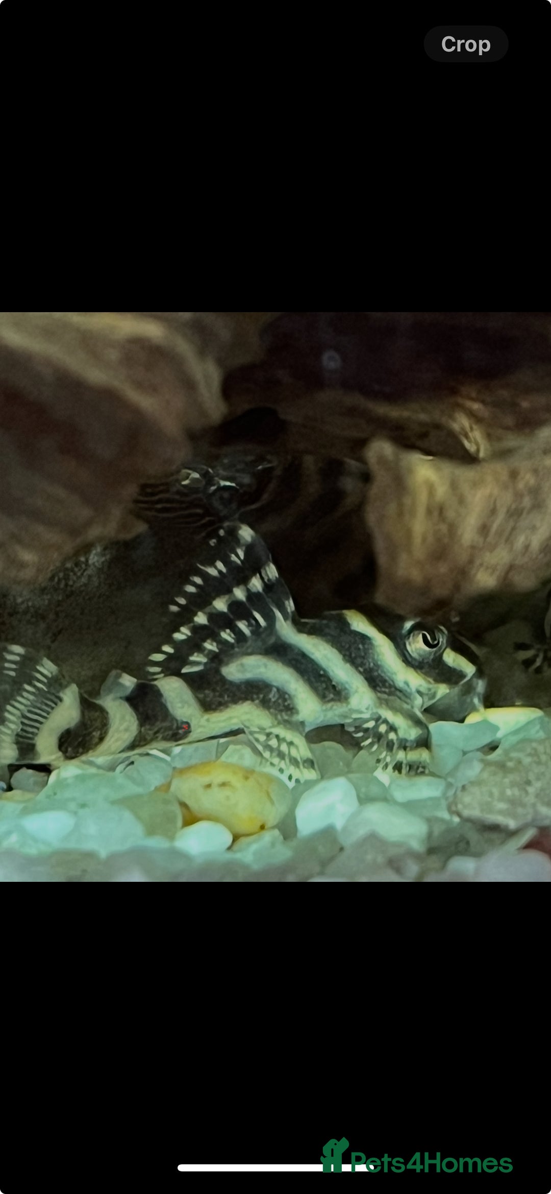 Plecos fish for sale: L236rb. Cracked Zebra Plecos.  - Image 4