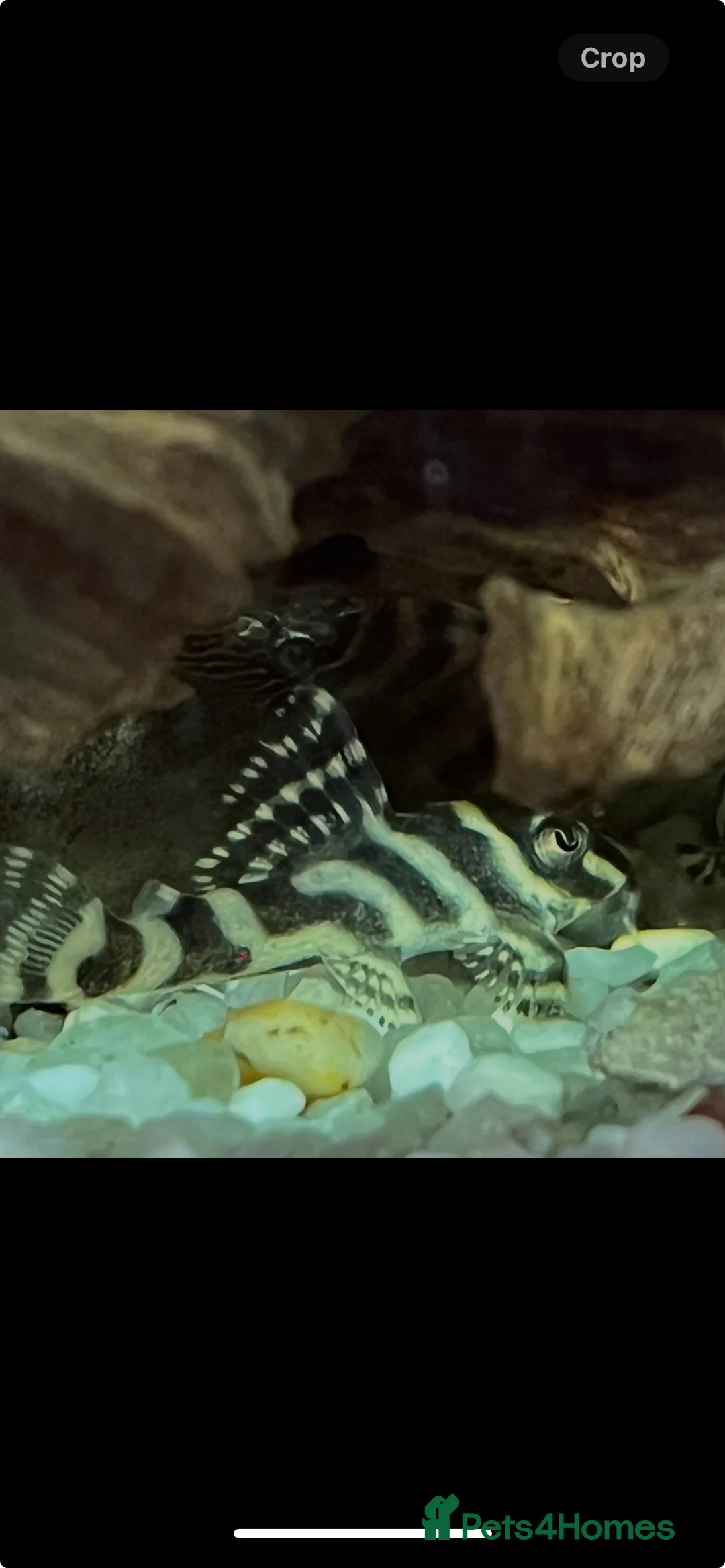 Plecos fish for sale: L236rb. Cracked Zebra Plecos.  - Advert 4