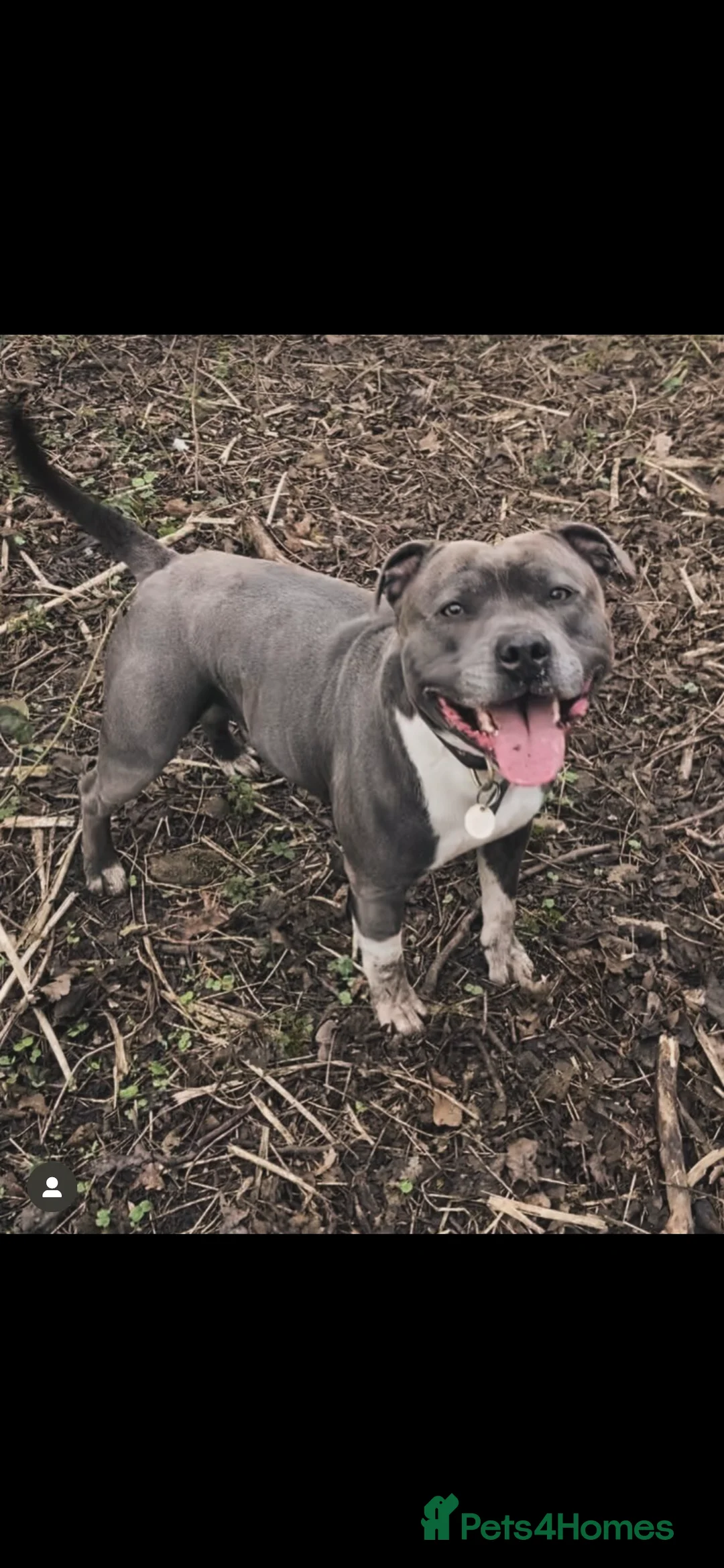 Staffordshire Bull Terrier dogs for sale: Geministaffs socks & Tilly (4⭐️ licensed breeders) - Advert 6