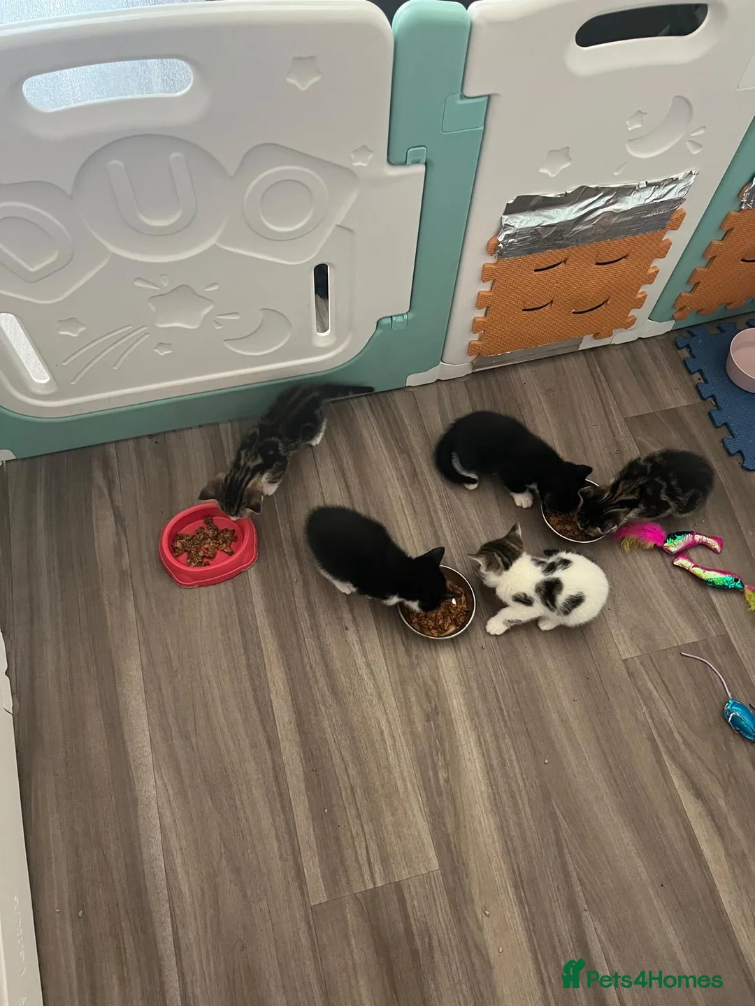 Mixed Breed cats for sale: Beautiful white tabby boy LITTER TRAINED - Advert 2