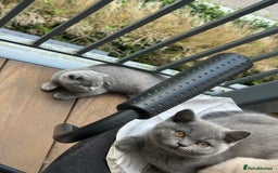 British Shorthair cats for sale: Beautiful british short hair/scottish folds - Image 2