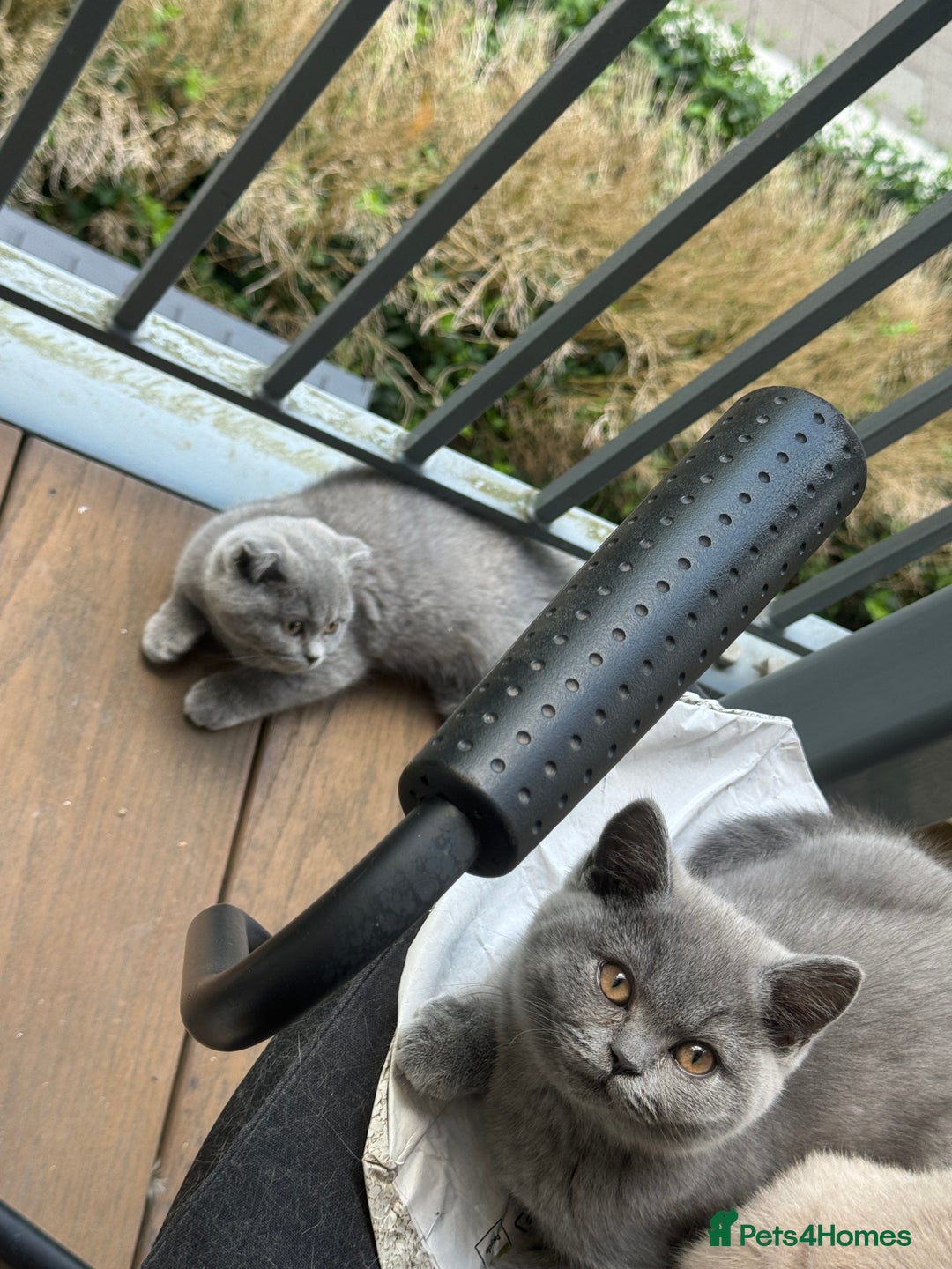 British Shorthair cats for sale: Beautiful british short hair/scottish folds - Image 2