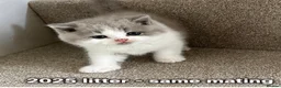 British Shorthair cats for sale: GCCF BSH Bilcolour/Tricolour chunky 🐱  - Advert 4