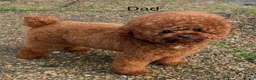 Cavapoo dogs for sale: Asian toy poodle x toy cavapoo puppies  in Brentford - Advert 1