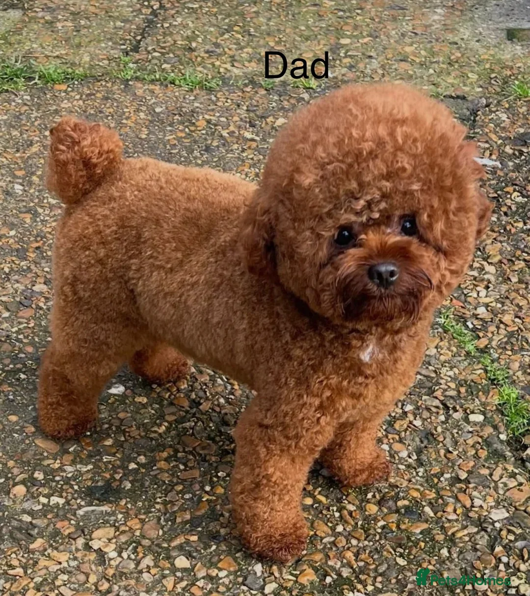 Cavapoo dogs for sale: Asian toy poodle x toy cavapoo puppies  in Brentford - Advert 1