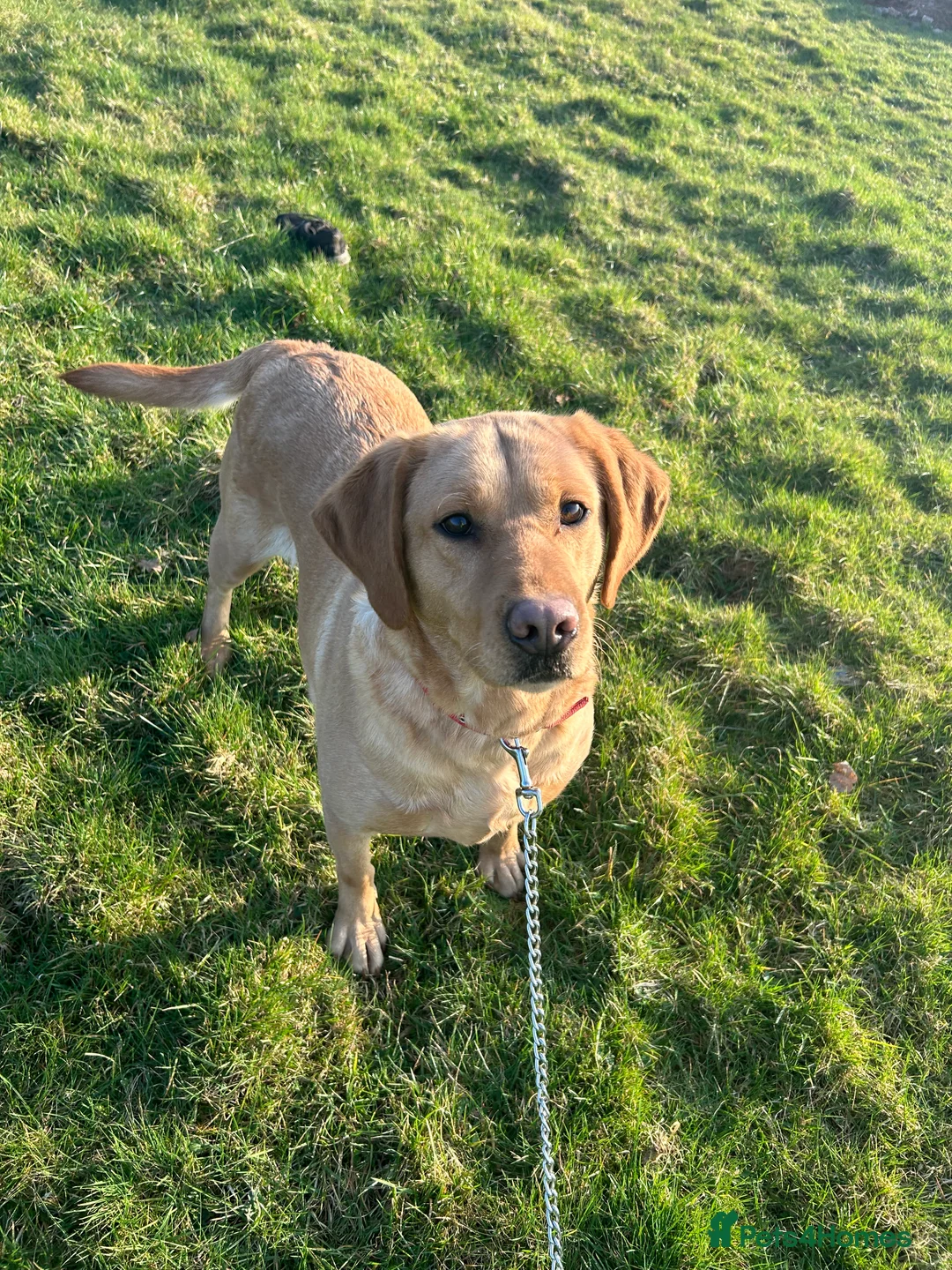 Labrador Retriever dogs for sale: Beautiful Labrador Retriever Simba  - Advert 4