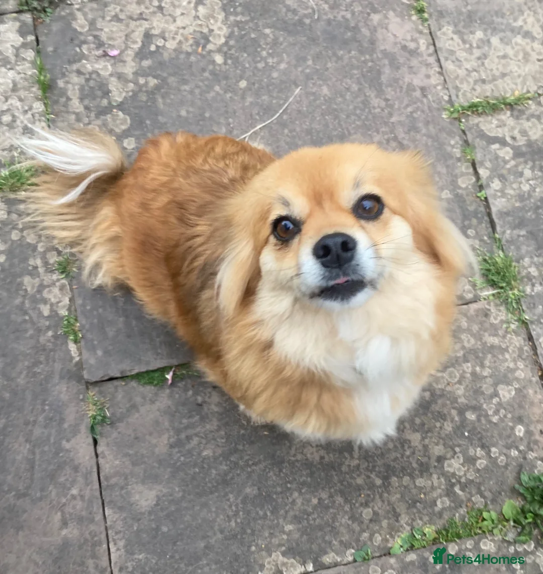 Mixed Breed dogs for sale: Beautiful soul Peaches - Advert 2
