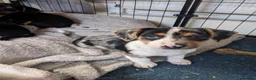 Jackshund dogs for sale: Jackshund puppies ready to go in Harlow - Advert 3