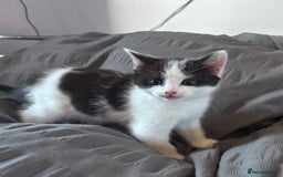Mixed Breed cats for sale: 2 gorgeous girls  in Weston-super-Mare - Image 2