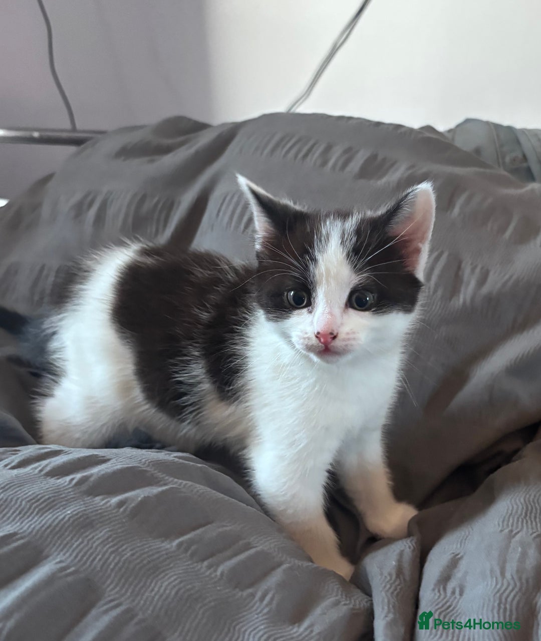 Mixed Breed cats for sale: 2 gorgeous girls  in Weston-super-Mare - Image 2