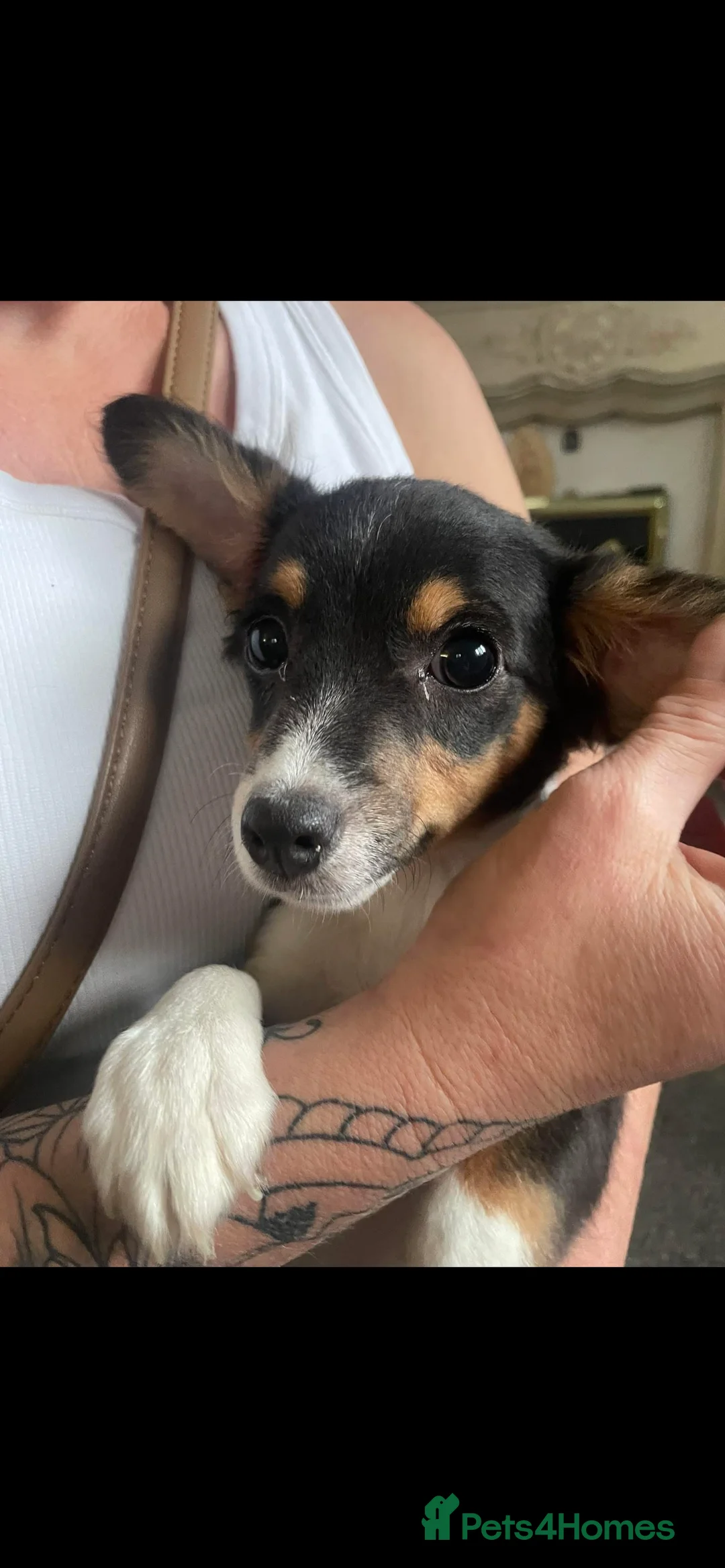 Jackshund dogs for sale: 10 month old puppy for sale in Holmfirth - Advert 1