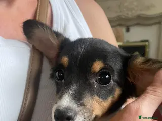 Jackshund dogs 10 month old puppy for sale - Advert 8