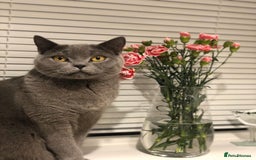 British Shorthair cats for sale: British Shorthair male for sale - Image 1