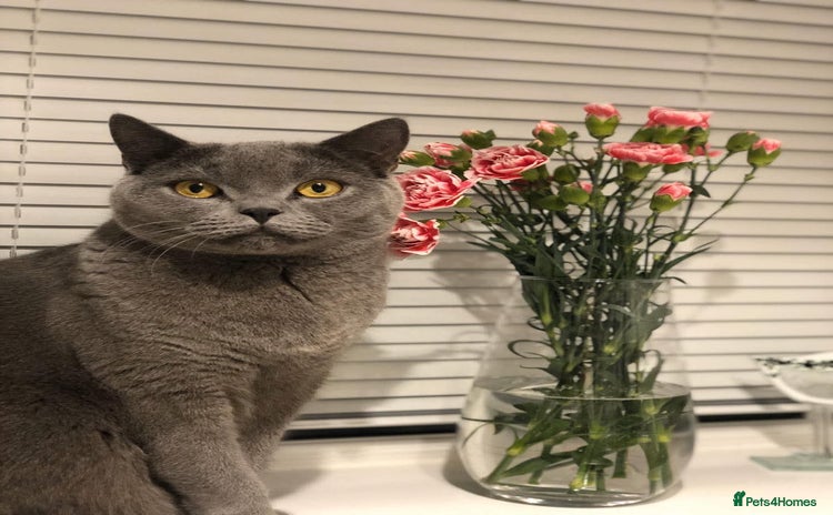 British Shorthair cats - Advert 1
