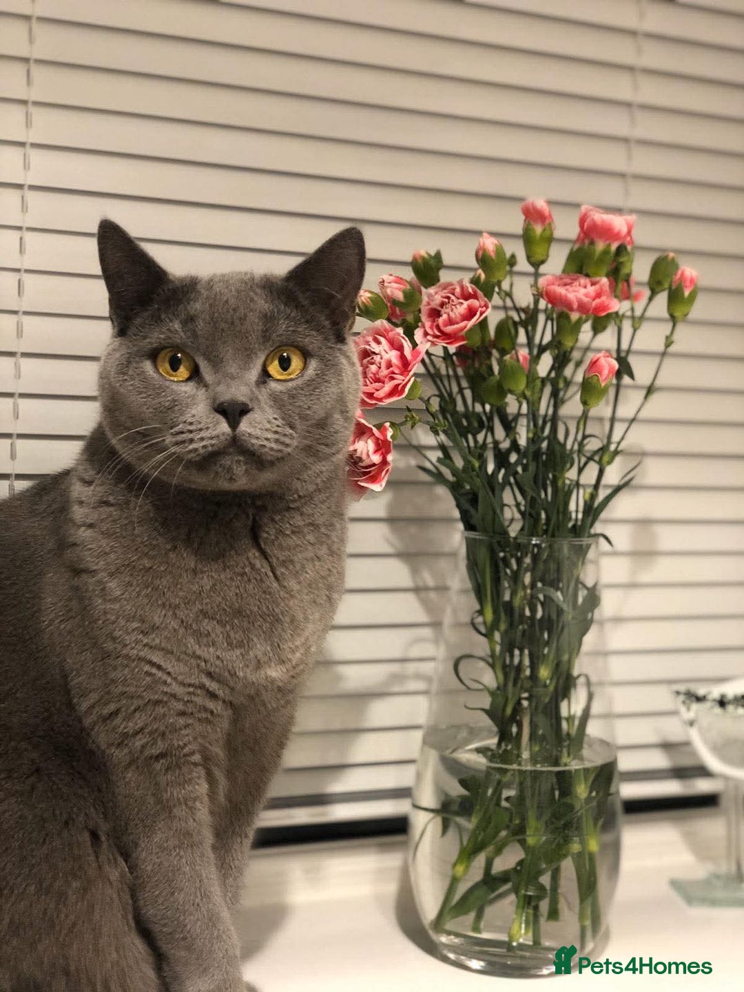 British Shorthair cats for sale: British Shorthair male for sale - Image 1
