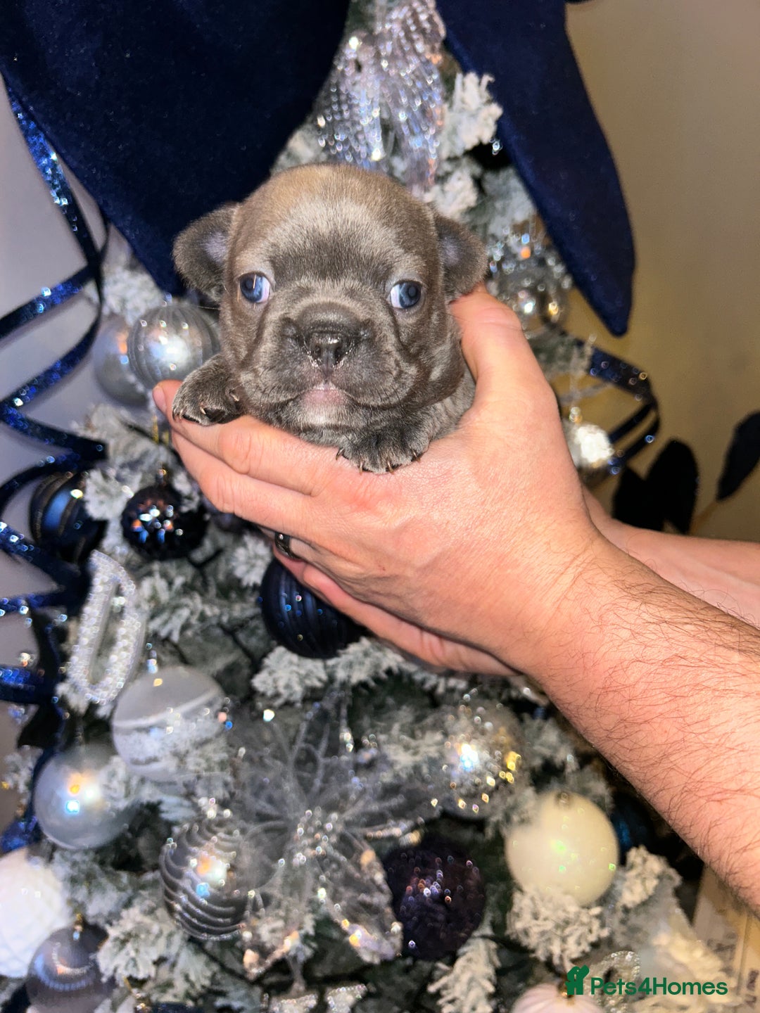 French Bulldog dogs for sale: French fries due to leave 3rd January  - Advert 6