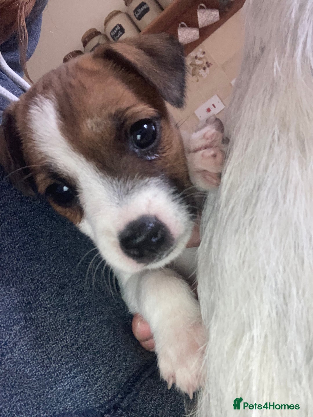 Parson Russell dogs for stud: KC reg parson Russell for stud - Advert 6