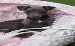 Whippet dogs for sale: Whippet x Italian Greyhound Puppies in Accrington - Image 4