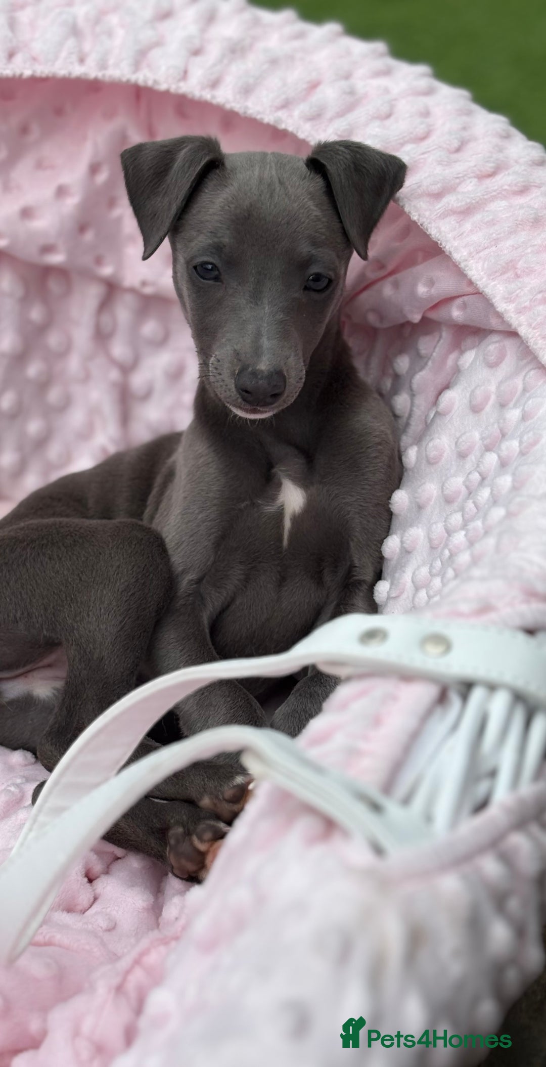 Whippet dogs for sale: Whippet x Italian Greyhound Puppies in Accrington - Image 4