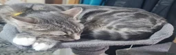 British Shorthair cats for sale: A beautiful litter of 5 kittens British Shorthair - Advert 4