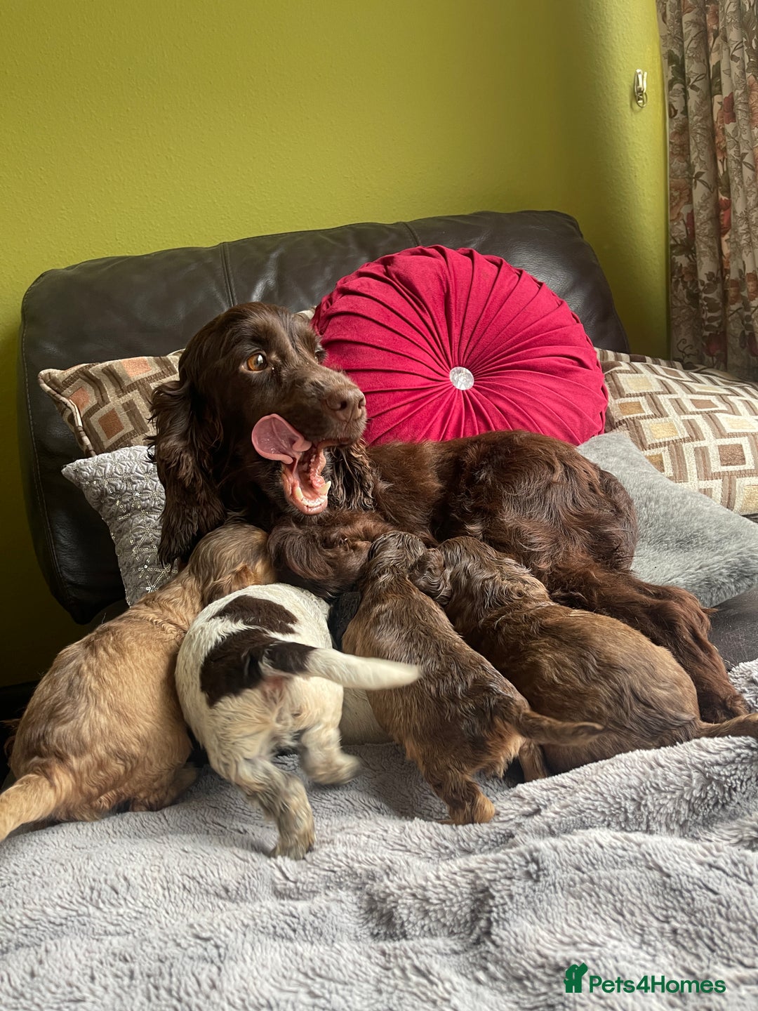 Cocker Spaniel dogs for sale: KC Show Cockers - 1 Girl , 3 Boys remaining! - Image 2