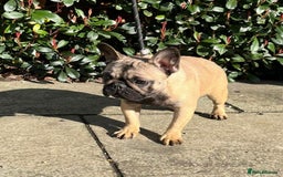 French Bulldog dogs for sale: Stunning Fawn female - Image 3