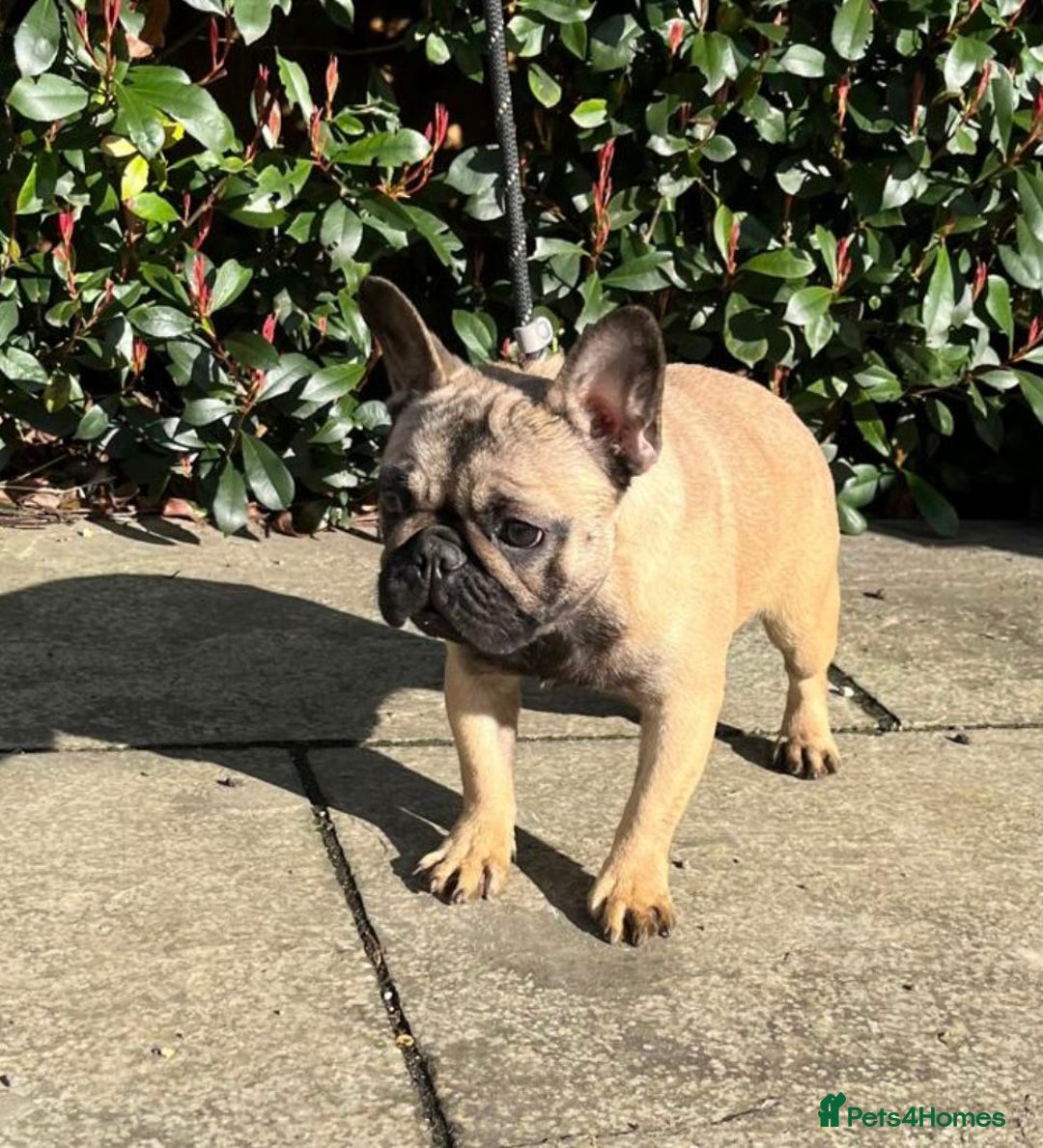 French Bulldog dogs for sale: Stunning Fawn female - Image 3