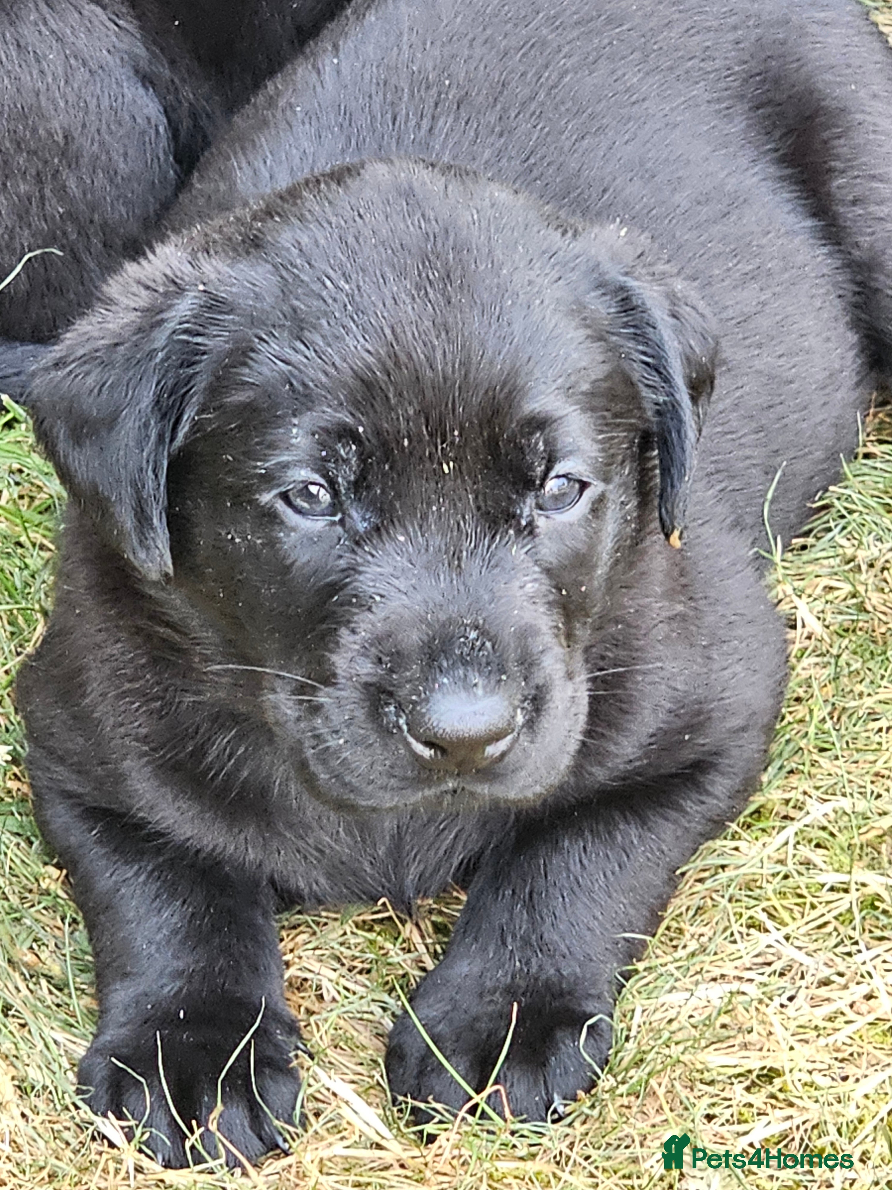 Labrador Retriever dogs Superb, black labrador, FTCH pedigree, puppies - Advert 2
