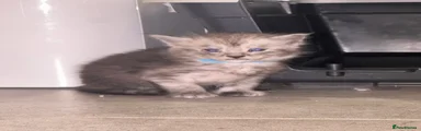 Maine Coon 2