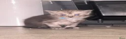 Maine Coon cats for sale: 🐾 Beautiful Maine Coon Kittens  - Advert 23