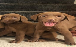 Labrador Retriever dogs for sale: Labrador puppys - Image 5