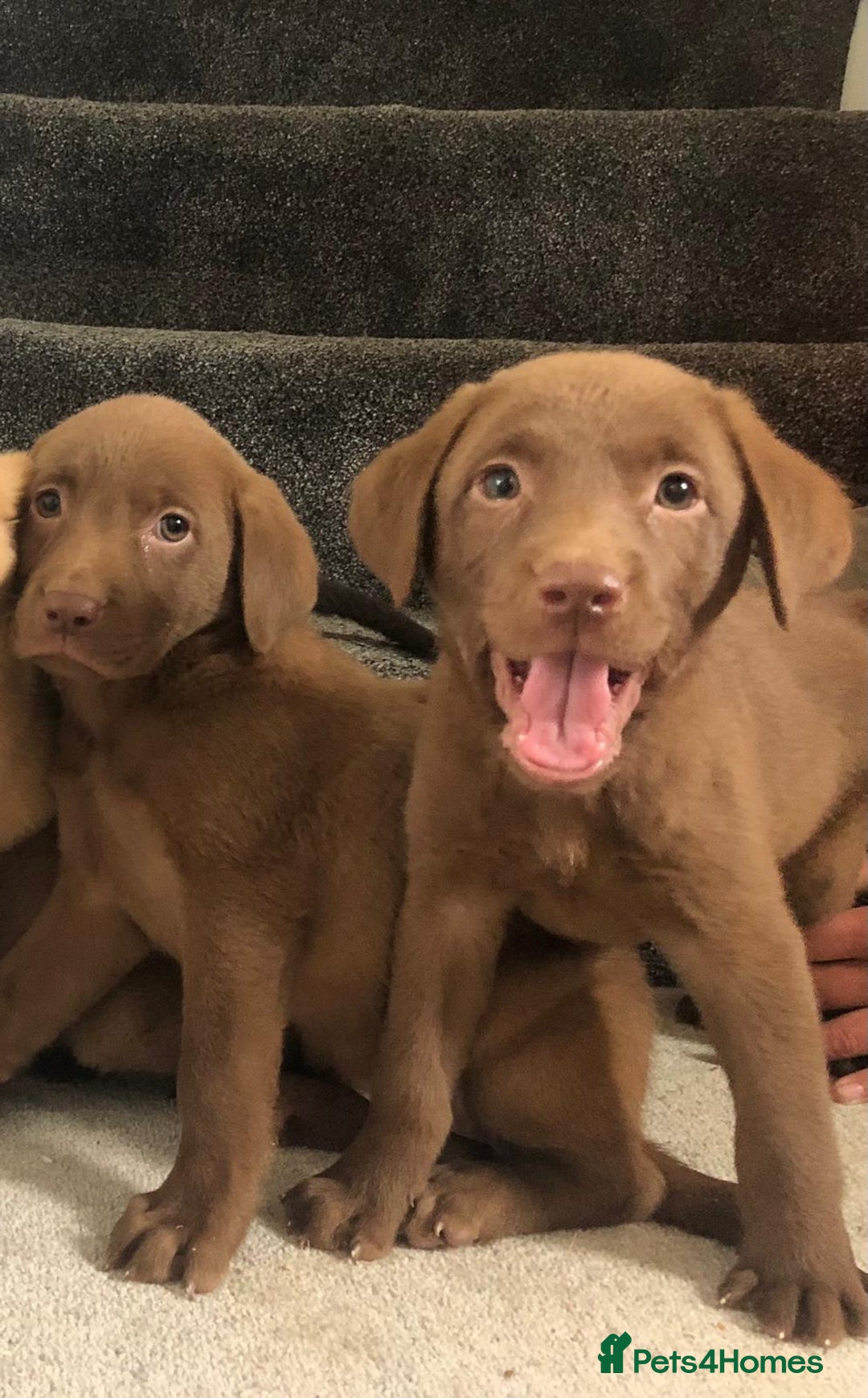 Labrador Retriever dogs for sale: Labrador puppys - Image 5