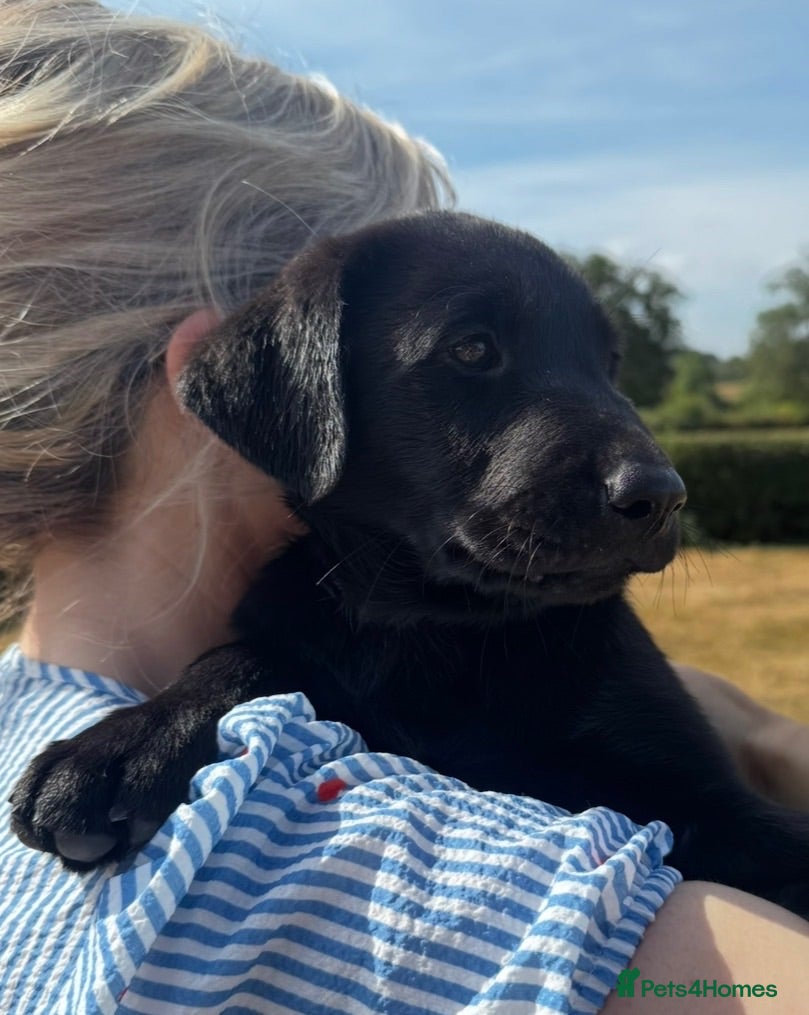 Labrador Retriever dogs Labrador puppies  - Advert 1