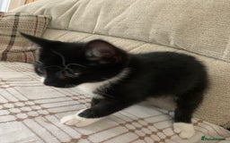 Mixed Breed cats for sale: Fluffy,bengal mixed,energetic kittens - Image 11