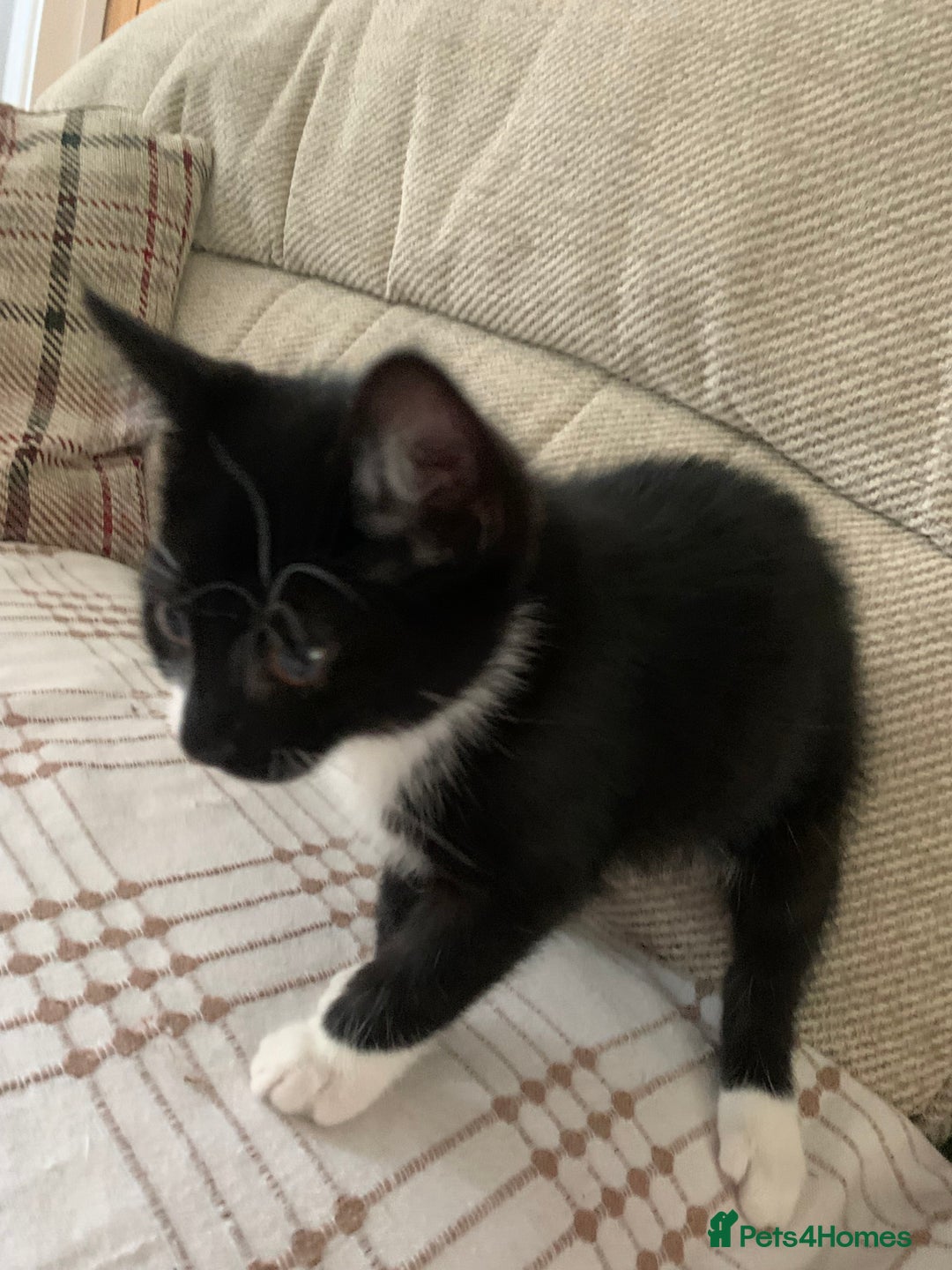Mixed Breed cats for sale: Fluffy,bengal mixed,energetic kittens - Image 11