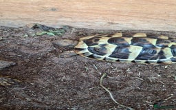 Tortoise reptiles for sale: Rescue - Image 1