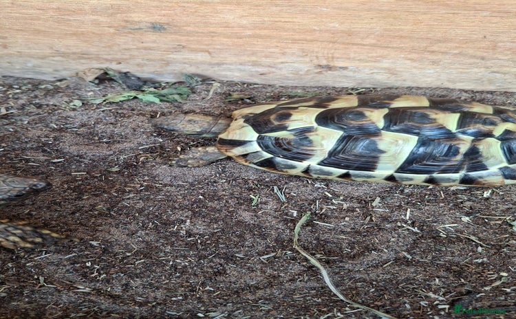 Tortoise reptiles - Advert 3