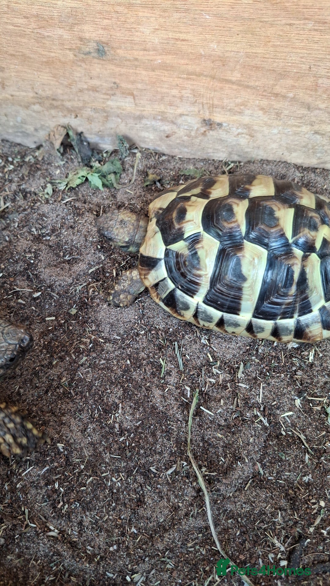 Tortoise reptiles for sale: Rescue - Image 1