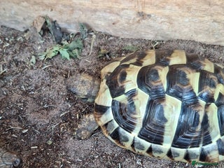 Tortoise reptiles - Advert 10